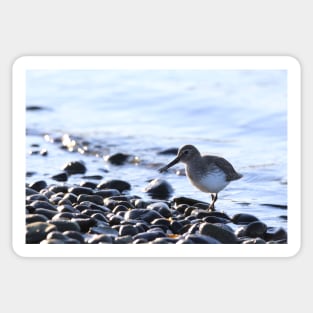 Shorebird Sticker